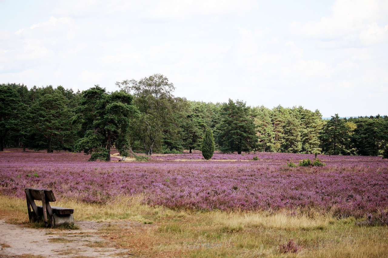 lüneburg heath, heath garden, nature, höpen, purple, landscape, summer, bank, outlook