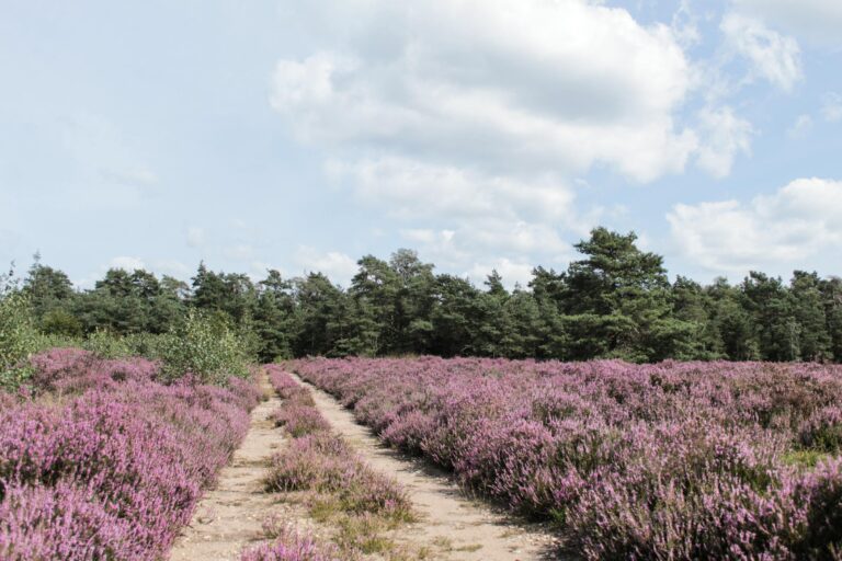 Explore a beautiful pathway through blooming purple heather fields under a sunny sky in the Netherlands.