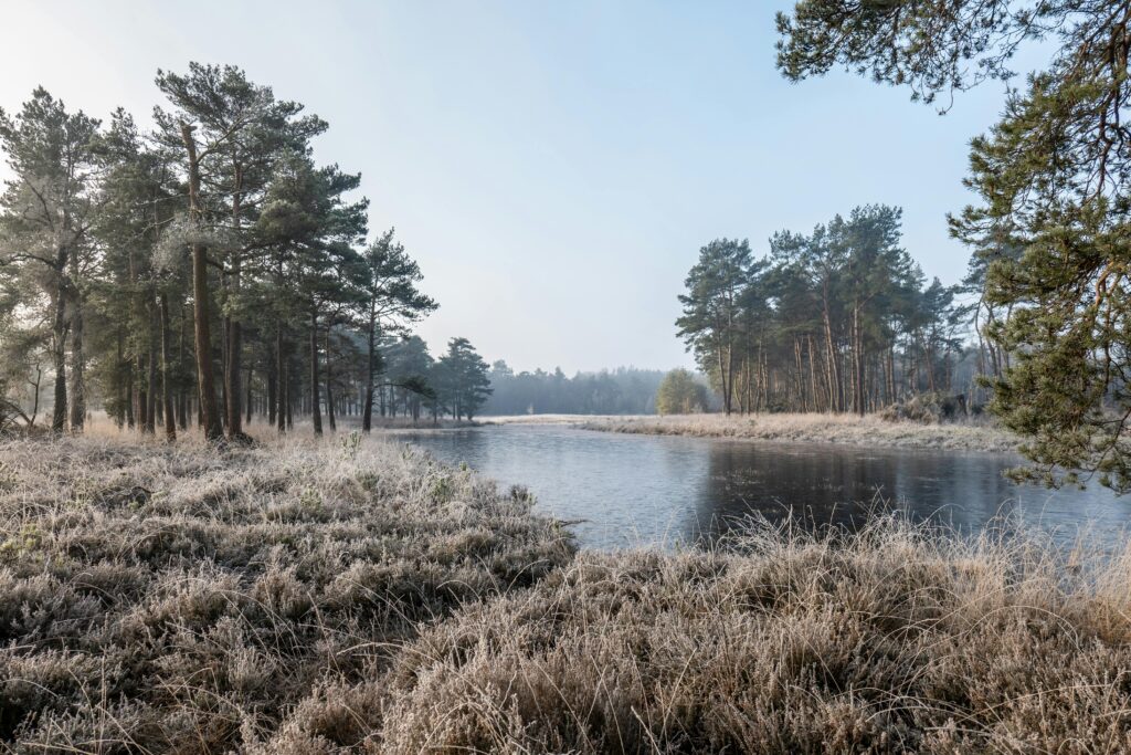 Frosty morning landscape in Dwingelderveld, Drenthe, showcasing a serene winter scene.