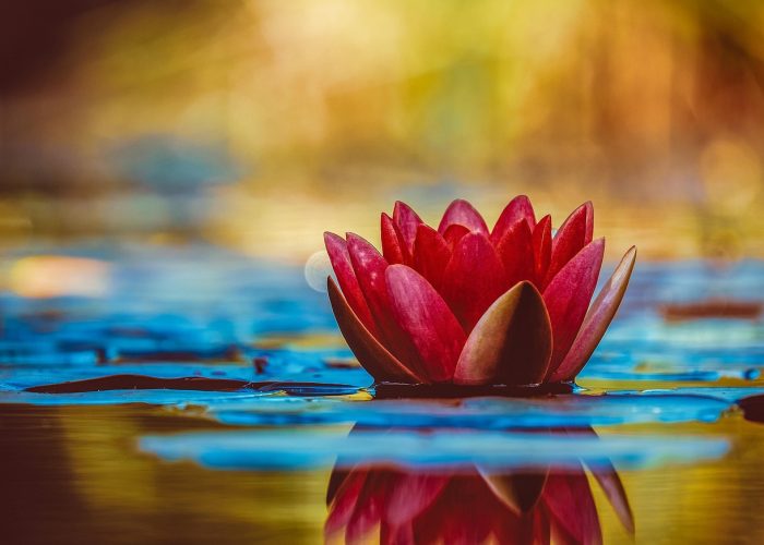 water lily, laptop wallpaper, beautiful flowers, 4k wallpaper 1920x1080, desktop backgrounds, full hd wallpaper, flower wallpaper, wallpaper hd, floral background, hd wallpaper, flower, 4k wallpaper, botany, aquatic plant, cool backgrounds, flower background, mac wallpaper, bloom, free background, wallpaper 4k, windows wallpaper, nature, blossom, beautiful wallpaper, free wallpaper, growth, wallpaper